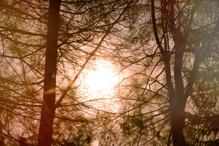 Sunset with the departing sun behind the silhouettes of trees in the autumn forest. The orange sun...