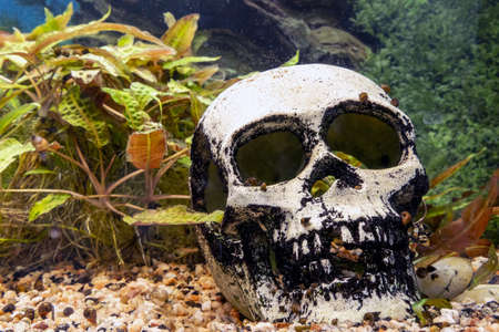 Skull in an aquarium with algae and snails, close-upの写真素材