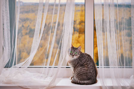Cat sits at a window with yellow autumn trees. Concept of home isolation from the coronavirus pandemicの写真素材