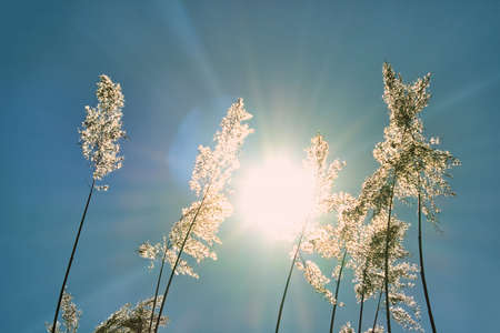 The sun shines through the tall grass like trees. Reeds against the blue sky. Summer sun on a sunny day.の写真素材
