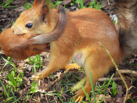 Small a red-haired a squirrel transfers mother. Little squirrel baby is carried by a mom.の写真素材
