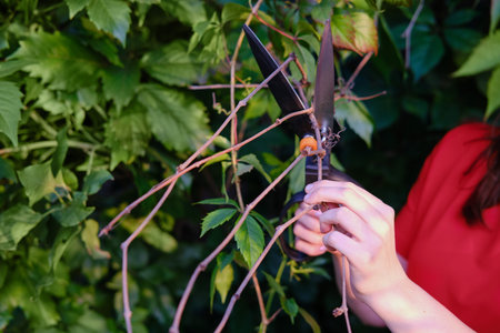 A woman cuts off dry branches of a vine with garden shears