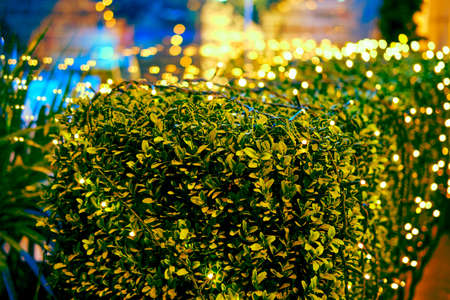 Outdoor shrubs and plants are decorated with garlands on the eve of new year and Christmasの写真素材