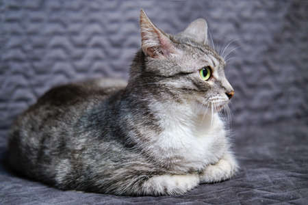 Portrait of a cat with upturned ears. Pet listens to the sounds of the houseの写真素材