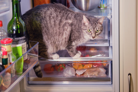 Cat climbed on the shelf in the refrigerator with food, close-upの写真素材
