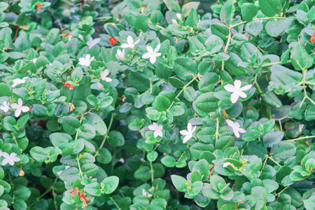 Green leaves with little white flowers, background. The texture of the bush. Leaves and branches of...