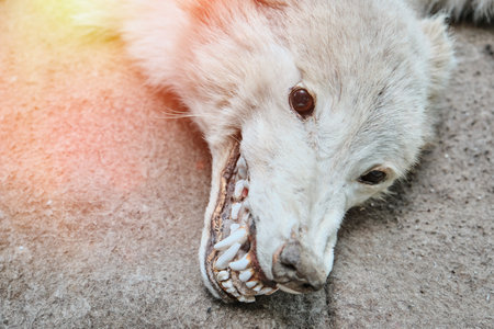 Head of a dead wolf, close-up. Toxidermia killed predator with teeth and eyes. ...の写真素材