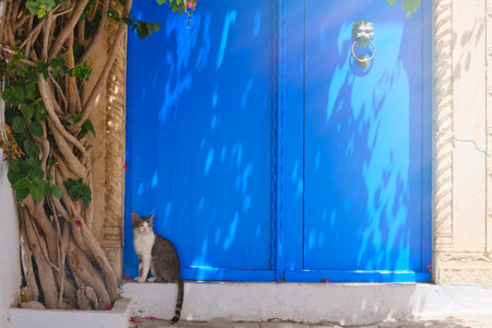 Cat at tree near blue door in Sidi Bou Said, Tunisiaの写真素材