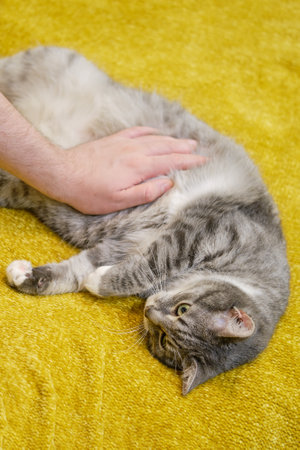 Fat cat with a sick belly and man hand of a veterinarian doctor, close-upの写真素材