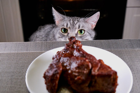 Cat sniffs a big piece meat. Pet looks at table with plate. Gray cat smells human food. Roast beef on kitchen table. Kitty looks from the bottom. Dangerous food for animalsの写真素材