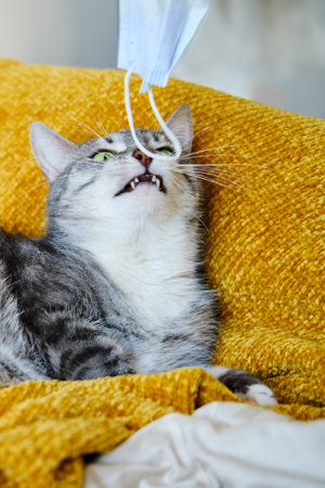 The cat plays with a medical mask while lying on the bed