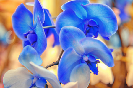 Blue phalaenopsis flowers are grown in the greenhouse of the store for the hobby of home gardening and floristryの写真素材