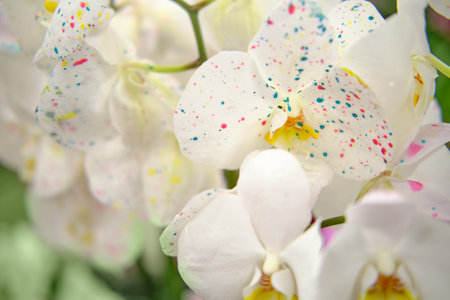 Seedling of white orchid flowers, copy space for text. Sale of indoor plants and flowers for home gardening.の写真素材