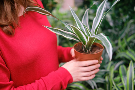 Woman gardener hands with a dracaena deremensis in flower pot, greenhouse store with plantsの写真素材