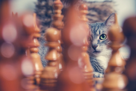 Gray cat thinks at the chessboard while sitting on the bedの写真素材