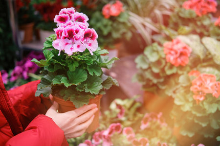 Man gardener hands with a violet grandiflora pelargonium in flower pot, greenhouse store with plantsの写真素材