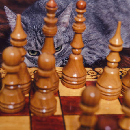 The cat looks at the chessboard with carved wooden figures, close upの写真素材
