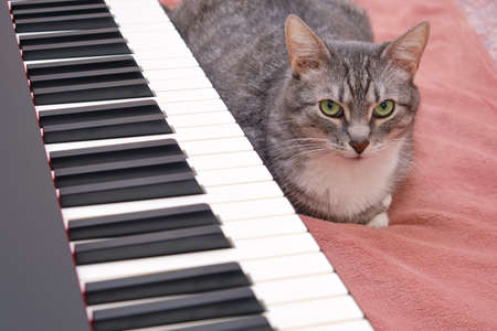 Funny pet sits next to the synthesizer on the home bed in the bedroomの写真素材