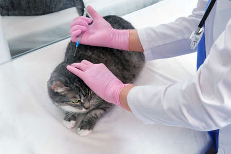 The veterinarian gives an injection of medicine with a syringe to a pet catの写真素材