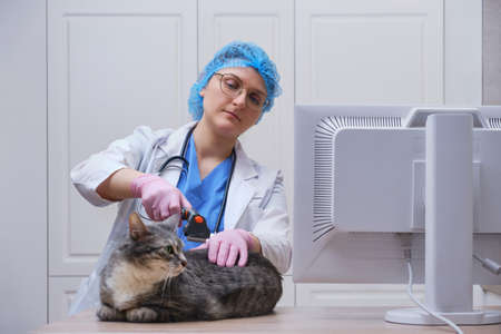 Veterinarian combing matted cat fur in animal clinicの写真素材