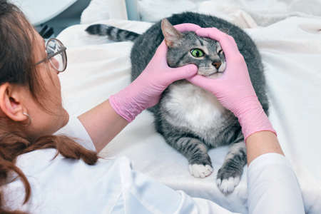 Woman vet doctor examines the vision and eyes of a large gray cat in a veterinary clinicの写真素材