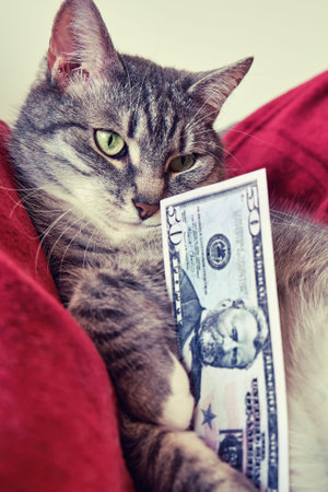 The cat looks at a bill of 50 US dollars, closeup