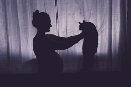 A pregnant woman holds a cat in her arms. Problems with pets during pregnancy, the silhouette of the future mother at the night windowの写真素材