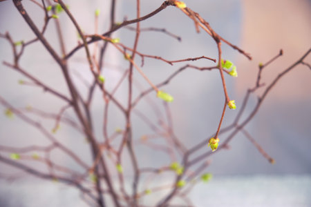 The budding leaves of a spring tree in the sunlight, close upの写真素材