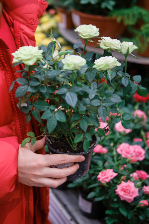 Woman holds white potted roses grown in the greenhouse of a flower shopの写真素材