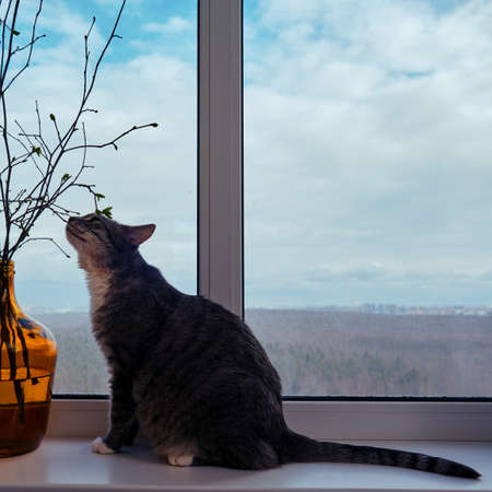 The cat sniffs the spring flower and the winter forest outside the window. Pet waiting for springの写真素材