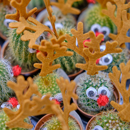 Funny cacti with eyes and antlers on sale in a flower shop for Christmas
