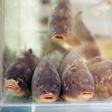 A lot of live fish swims in the aquarium of the store, large carp