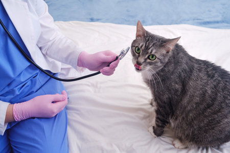 A veterinarian called at home to examine the cat with a stethoscope on the bedの写真素材