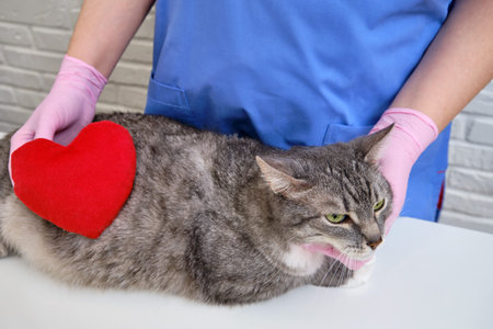 Red heart as a symbol of love and care for animals in the veterinary clinicの写真素材