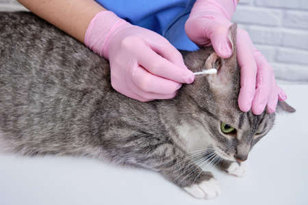 Hands of a veterinarian with a cotton swab to examine the cat ears for parasites and fungusの写真素材
