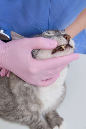 Examination of the mouth and teeth of the cat by a veterinarian on the table in the clinicの写真素材