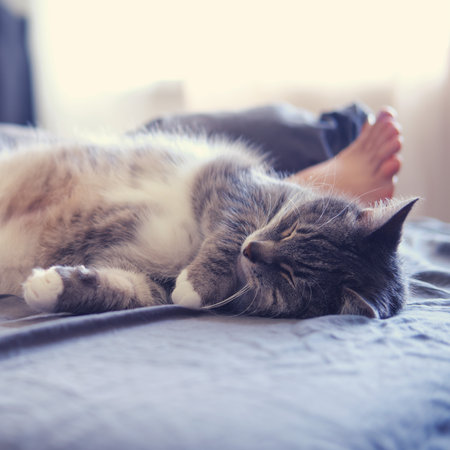 Portrait of a cat sleeping on a bed next to a womanの写真素材
