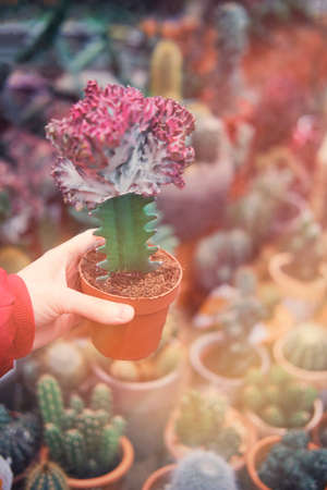 Euphorbia cristata in the hands of the buyer of succulents and cactiの写真素材