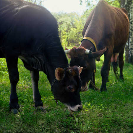 A cow and calf eat grass on a lawn in a birch forest on a sunny dayの写真素材