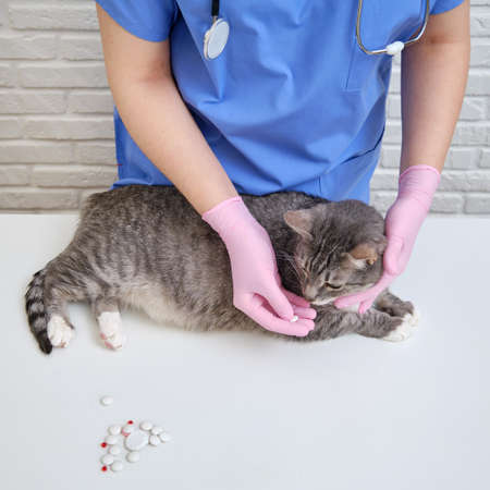 The veterinarian in the clinic puts a pill in the mouth of a domestic petの写真素材