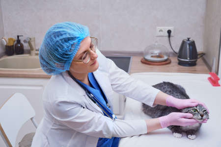 Visual examination of a cat by a veterinarian called at homeの写真素材