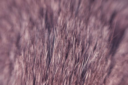 Wool of a gray cat with black fur, close-up macro photoの写真素材
