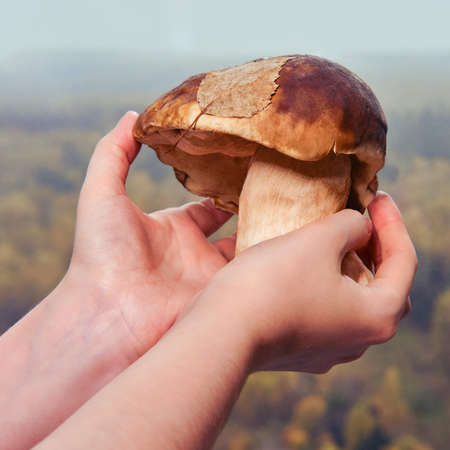 A large white mushroom in his hands against the background of an autumn forestの写真素材