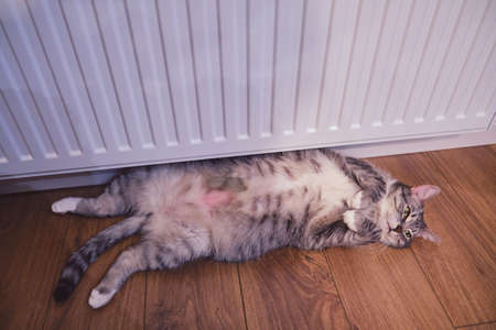 A gray cat lies on the floor by a warm white radiator on a cold winter day. The pet heats up at the home radiator with its belly upの写真素材