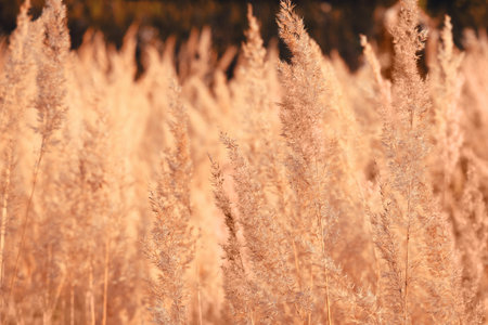 Autumn yellow grass in a golden field, close up