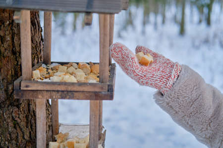 A woman puts bread in a bird feeder, a winter forest with snow-covered treesの写真素材