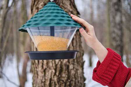 A millet feeder for birds in a winter forest on a snow-covered tree and a woman handの写真素材