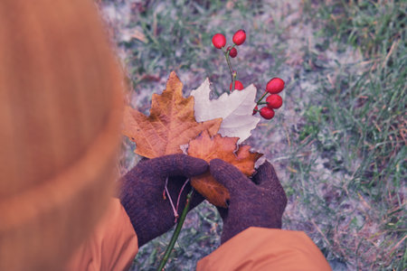 A woman in knitted gloves holds frozen leaves and red berries covered with ice from the first frostの写真素材