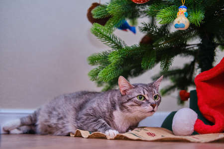 Funny gray cat lies under the christmas tree as a present on New Year Eve. A pet as a New Year gift from santa clausの写真素材