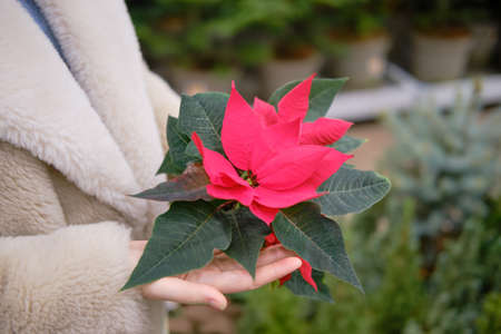 Woman chooses christmas poinsettia flower in store with new year giftsの写真素材